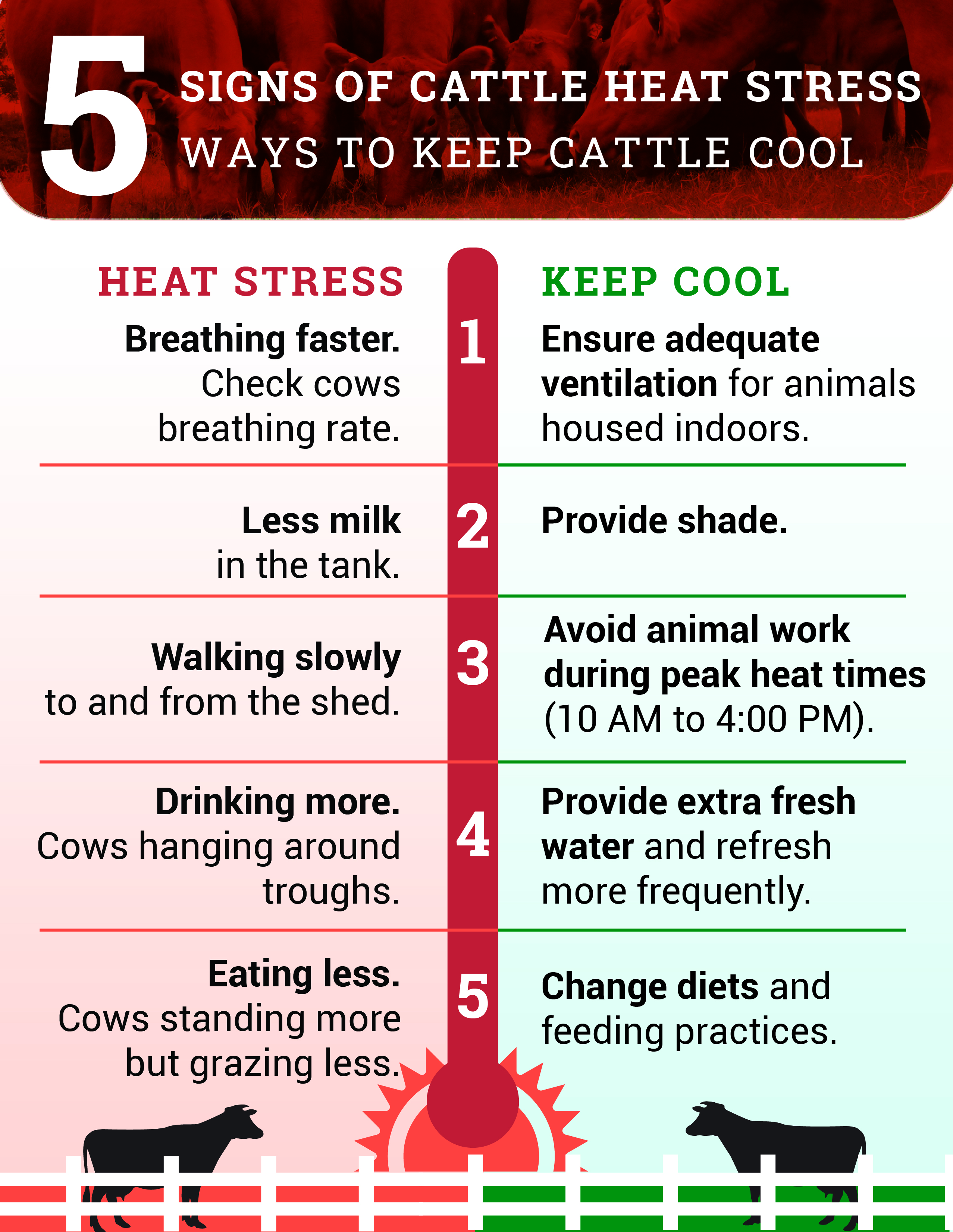 5 Signs of Cattle Heat Stress