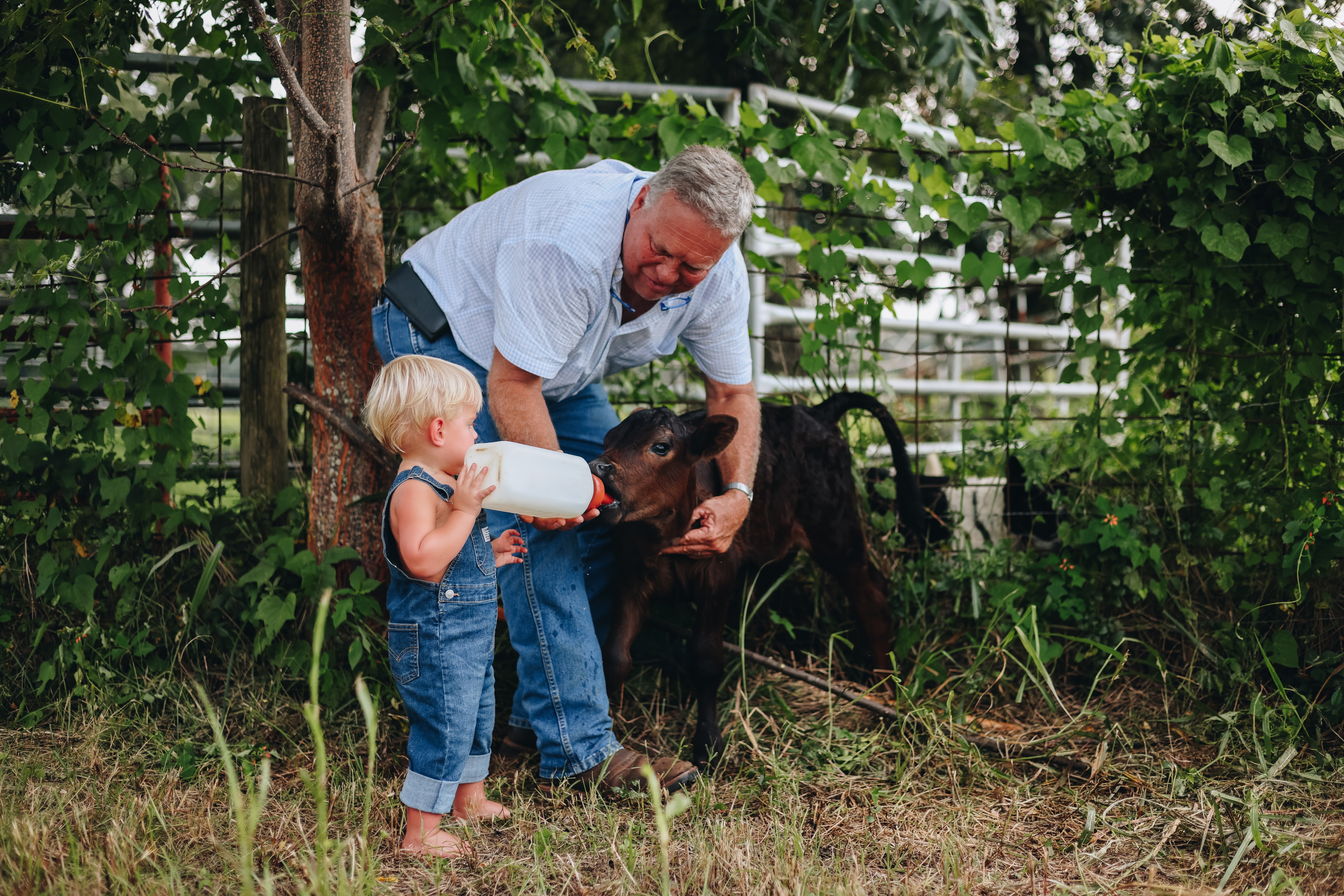 Grandfather and toddler grandson bottle feeding a calf