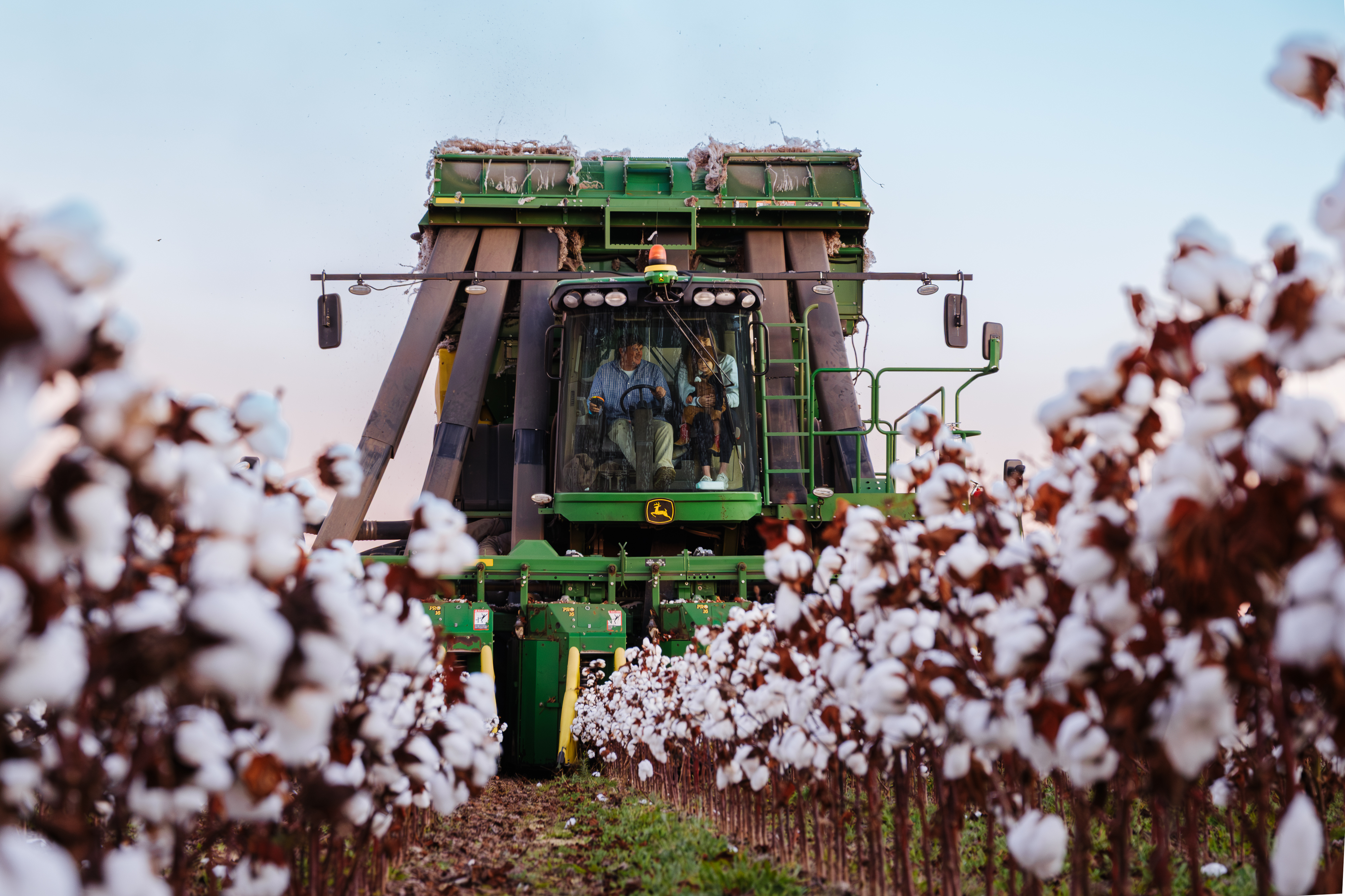 Tractor collecting cotton