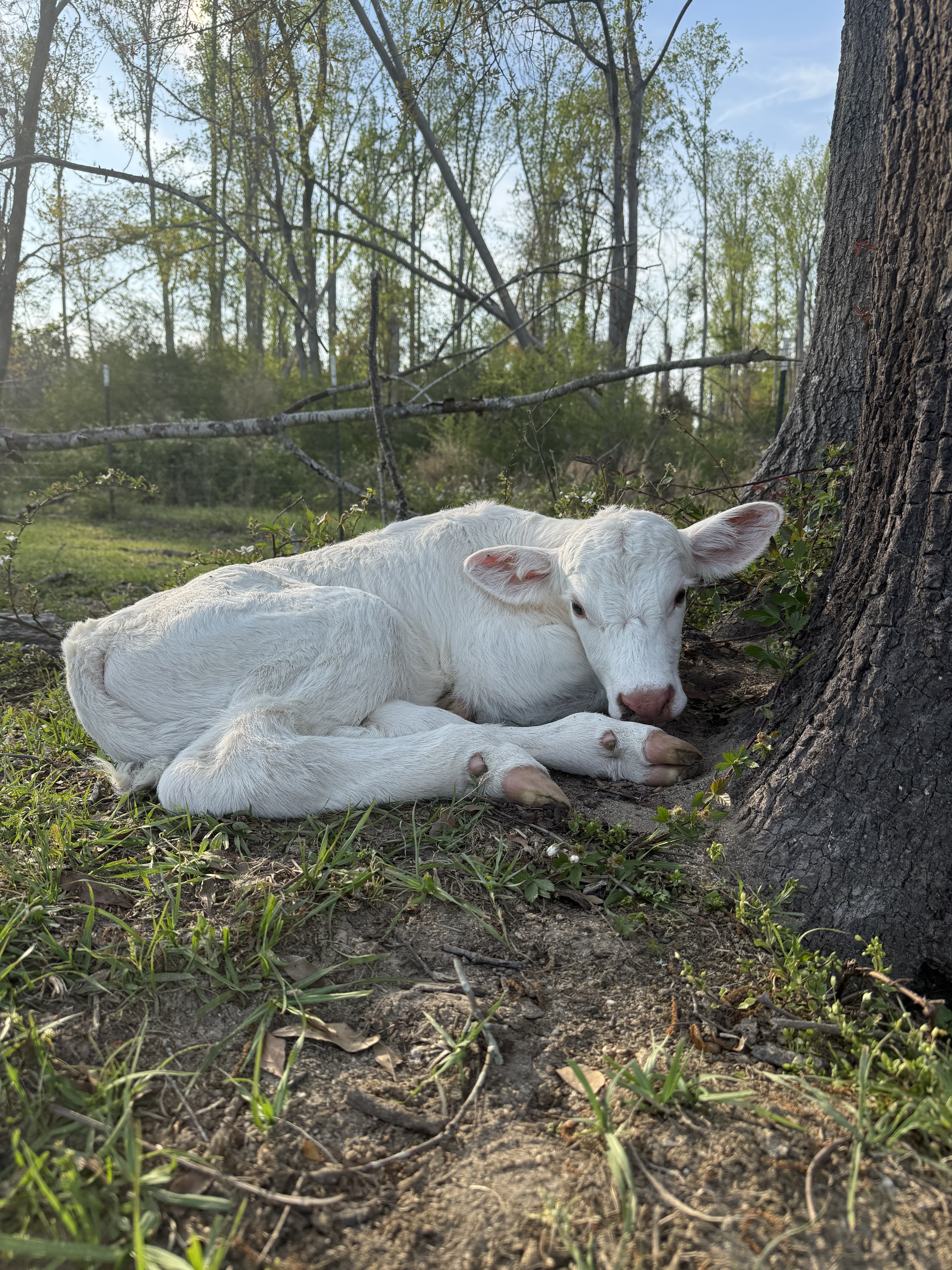 Cow napping by a tree