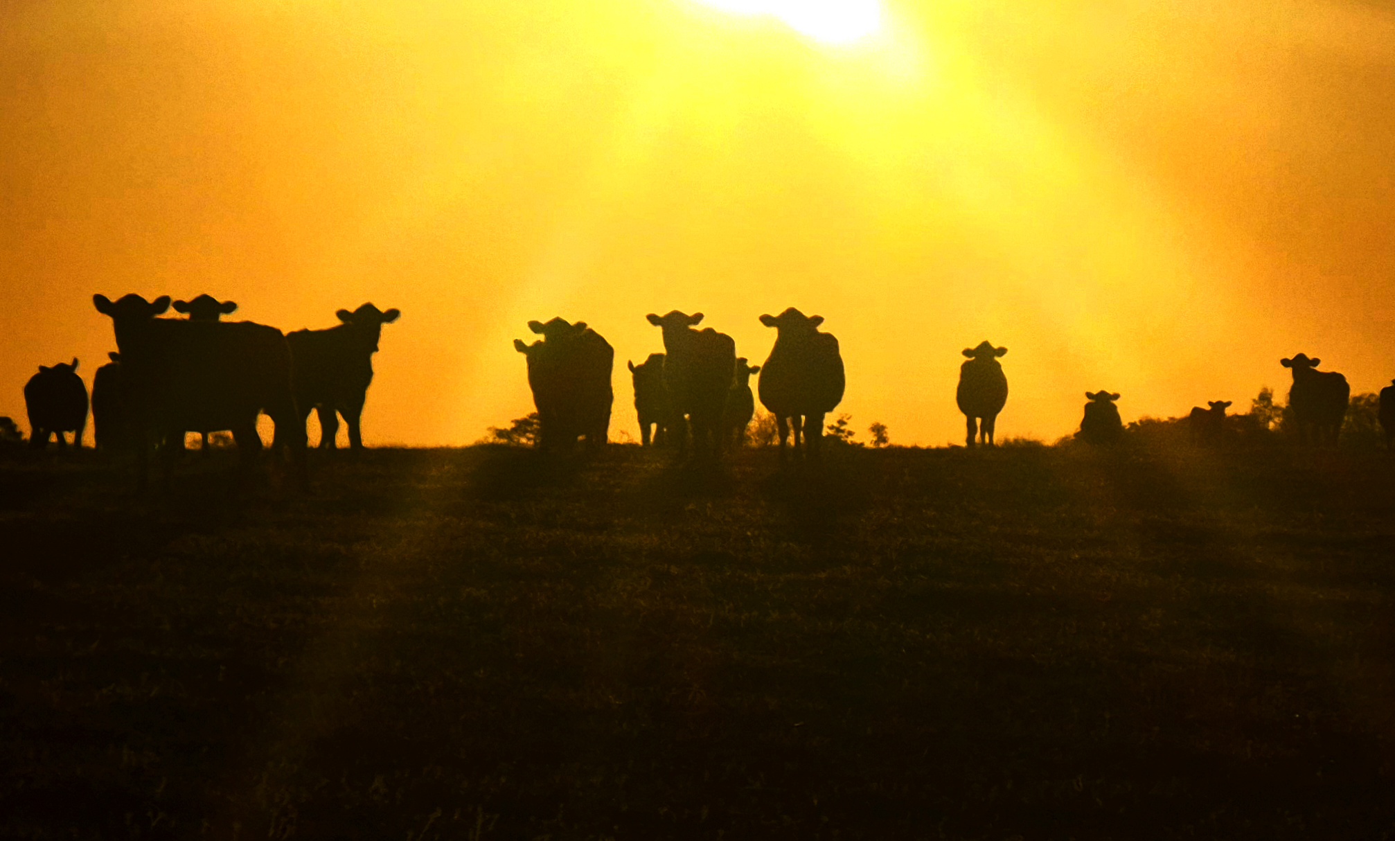 Cow pasture at sunset