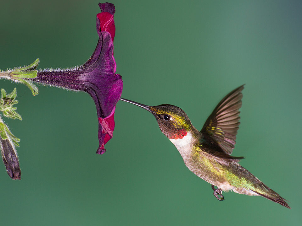Hummingbird and purple flower