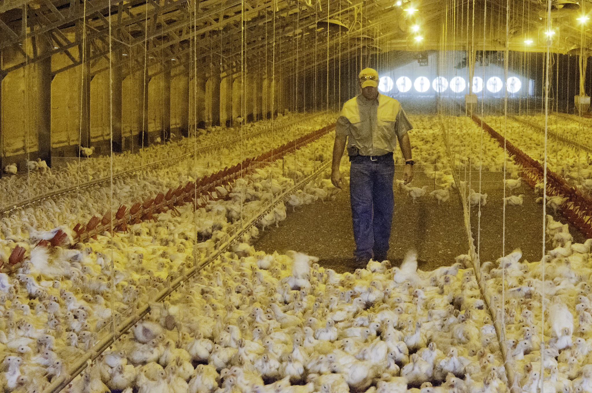 A poultry grower checks his broiler flock inside one of his chicken houses.