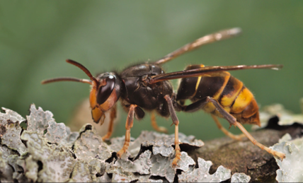 Yellow Legged Hornet