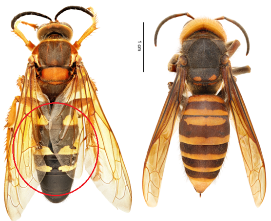 Northern giant hornets 