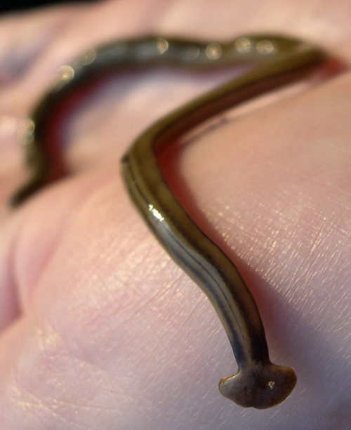 Hammerhead worms | Georgia Department of Agriculture