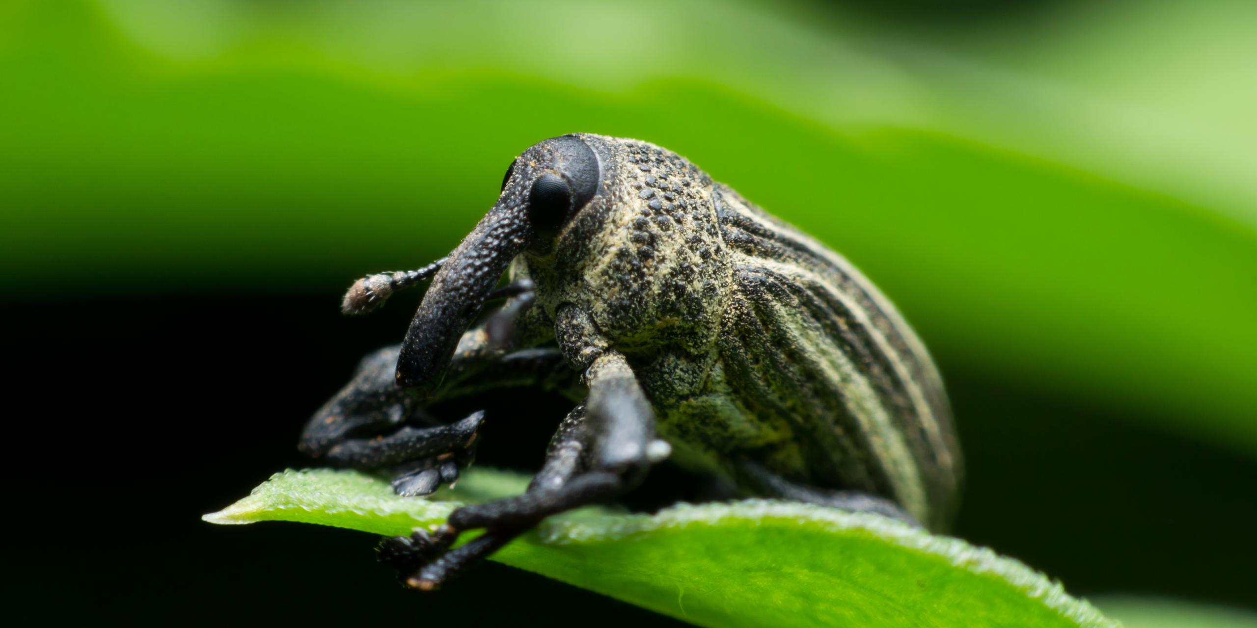 Georgia Invasive Insect Pests | Georgia Department of Agriculture