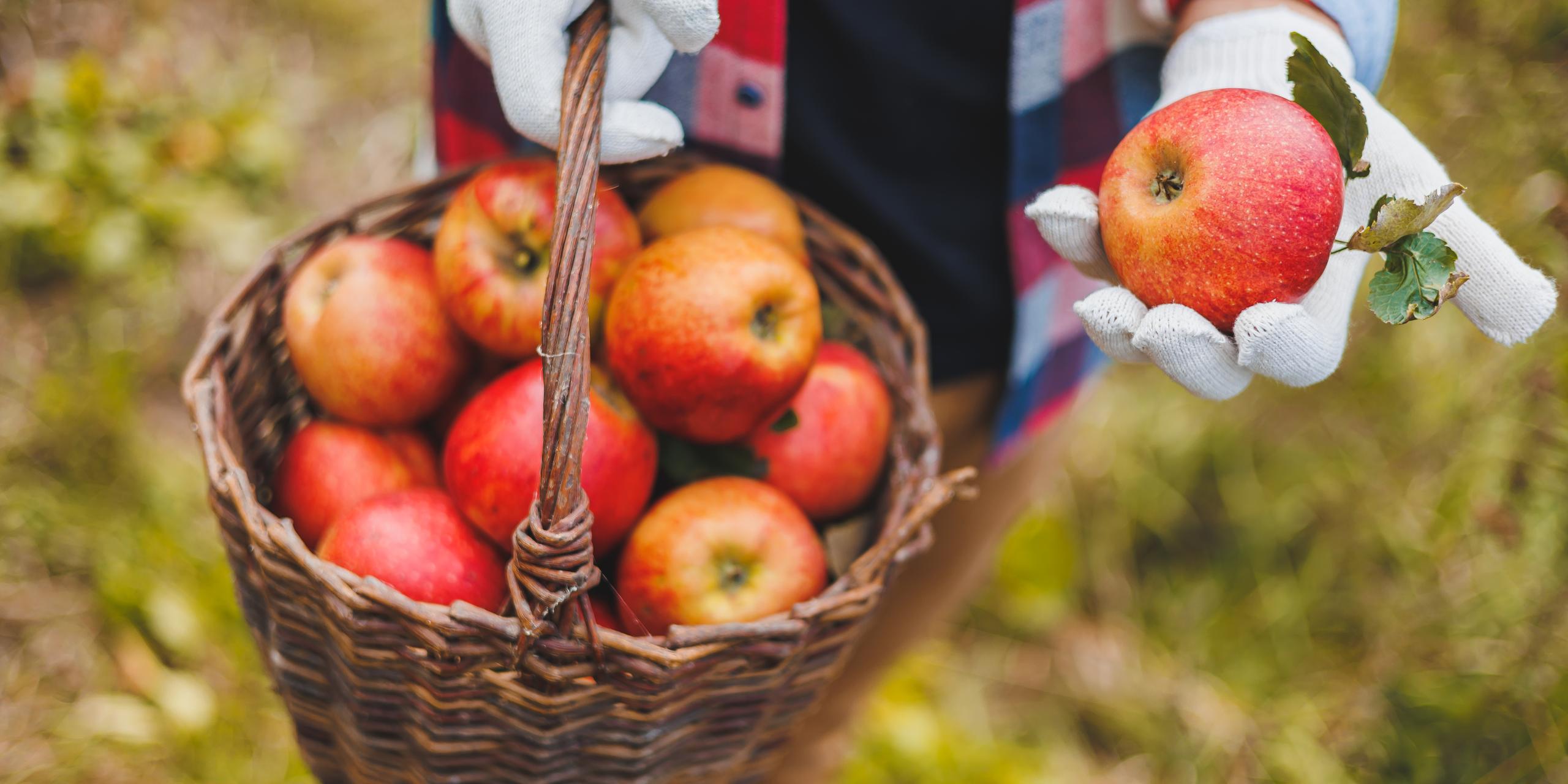 Food Safety and Consumer Protection Department of Agriculture