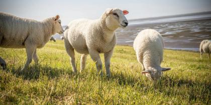 Close-Up Shot of Texel Sheep on Grass Field Close-Up Shot of Texel Sheep on Grass Field