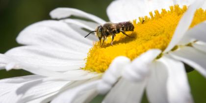 Bee and white flower. Image Source: David Cappaert, Bugwood.org