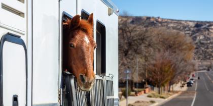 Bringing Animals into Georgia