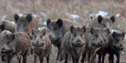 Feral Hogs Hero Image