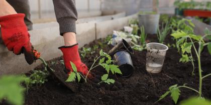 Horticulture Growing Media