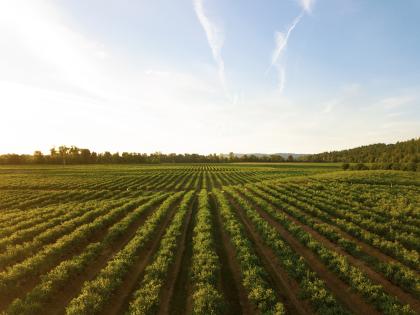 Planted Field