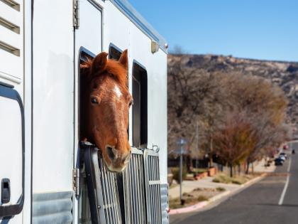 Bringing Animals into Georgia